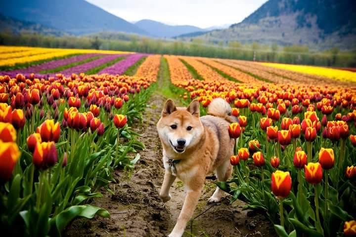 Temporary placement for a photograph representing Fi Chai and the origin of Pawfect Witness